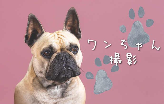 ワンちゃん撮影会