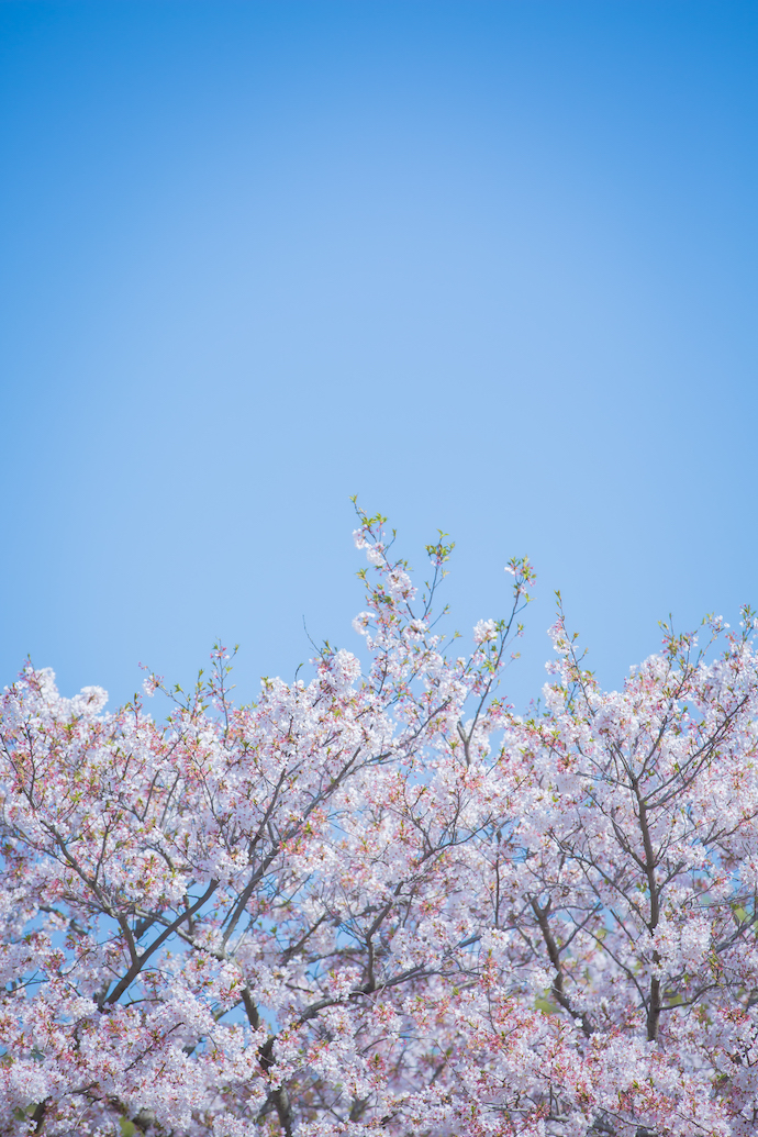 御礼＊桜撮影会'21