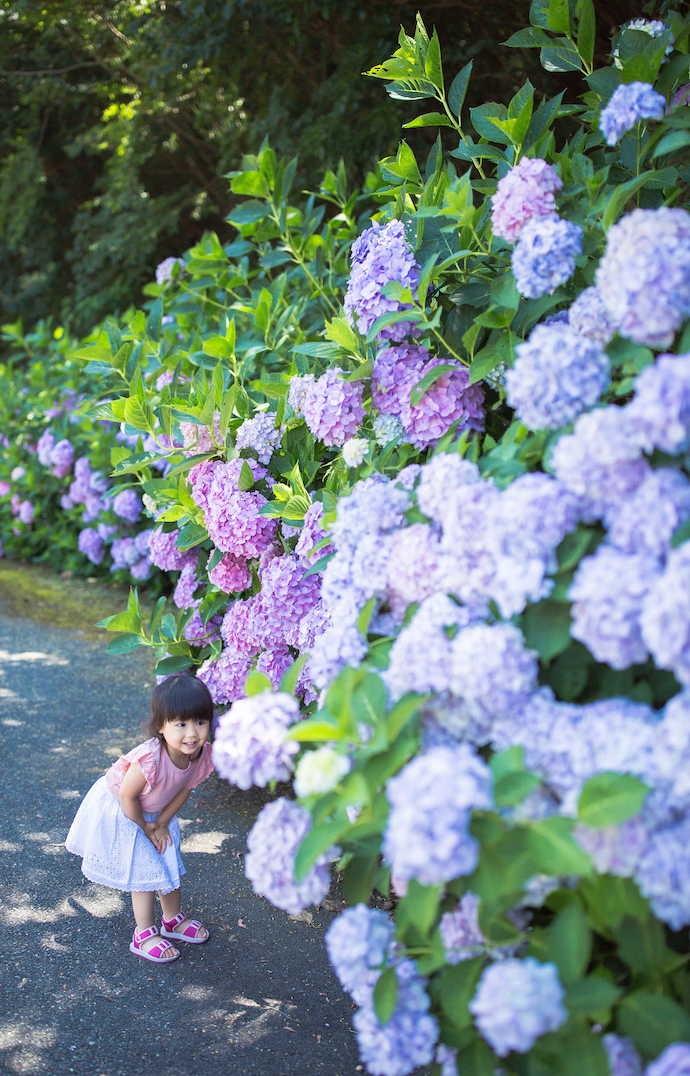 六月のお花「あじさい」