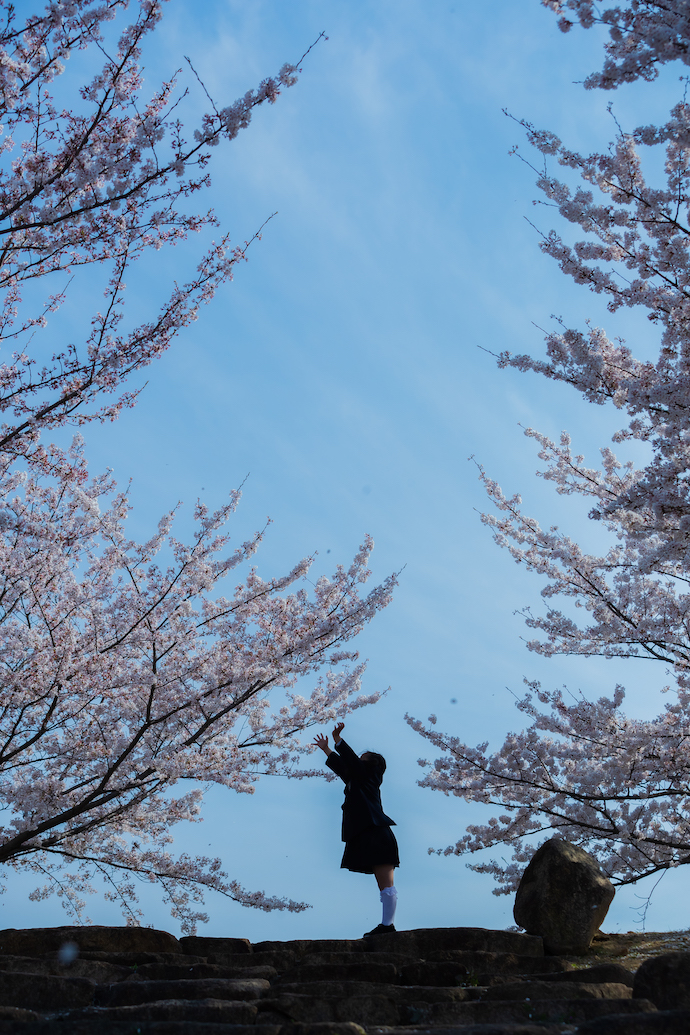 日にち追加！桜撮影会＊